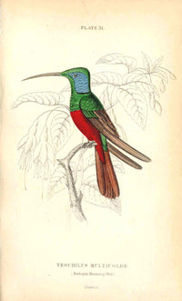 Jardine Naturalists Library Hummingbird Trochilus Multicolor - Panteek Antique Prints
