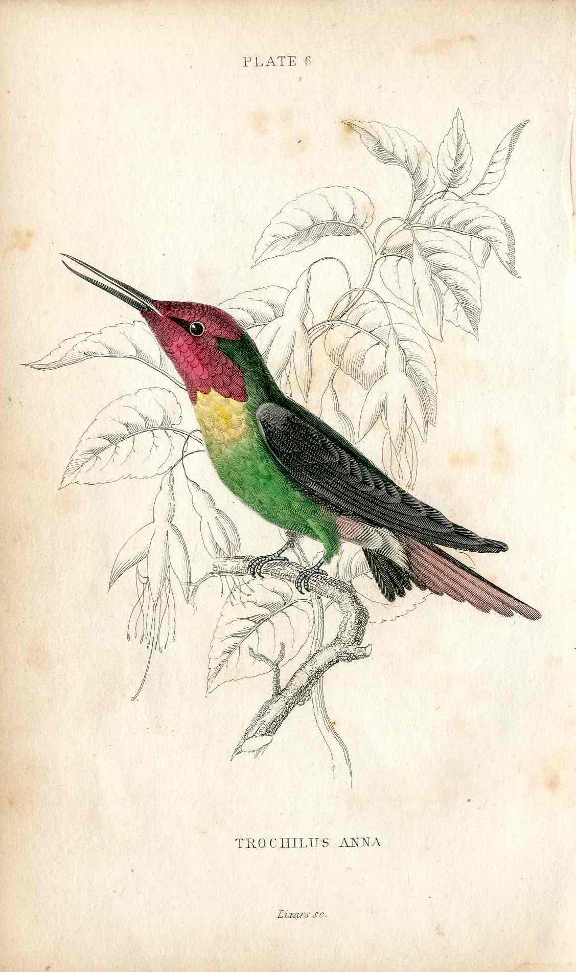 Jardine Naturalists Library Hummingbird Trochilus Anna
