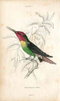Jardine Naturalists Library Hummingbird Trochilus Anna - Panteek Antique Prints