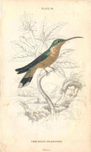 Jardine Naturalists Library Hummingbird Trochilus Swainsonil - Panteek Antique Prints