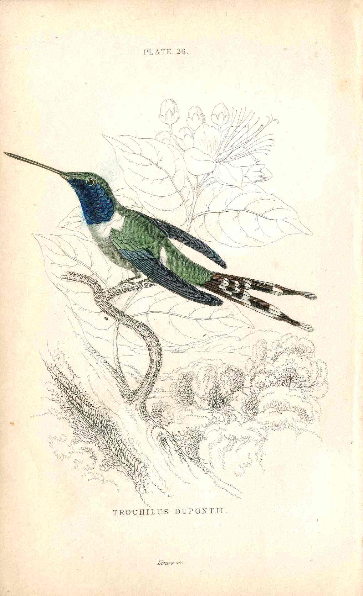 Jardine Naturalists Library Hummingbird Trochilus Dupontii