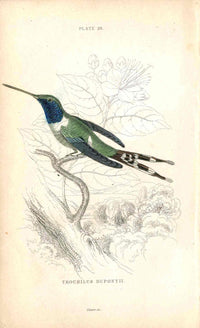 Jardine Naturalists Library Hummingbird Trochilus Dupontii - Panteek Antique Prints
