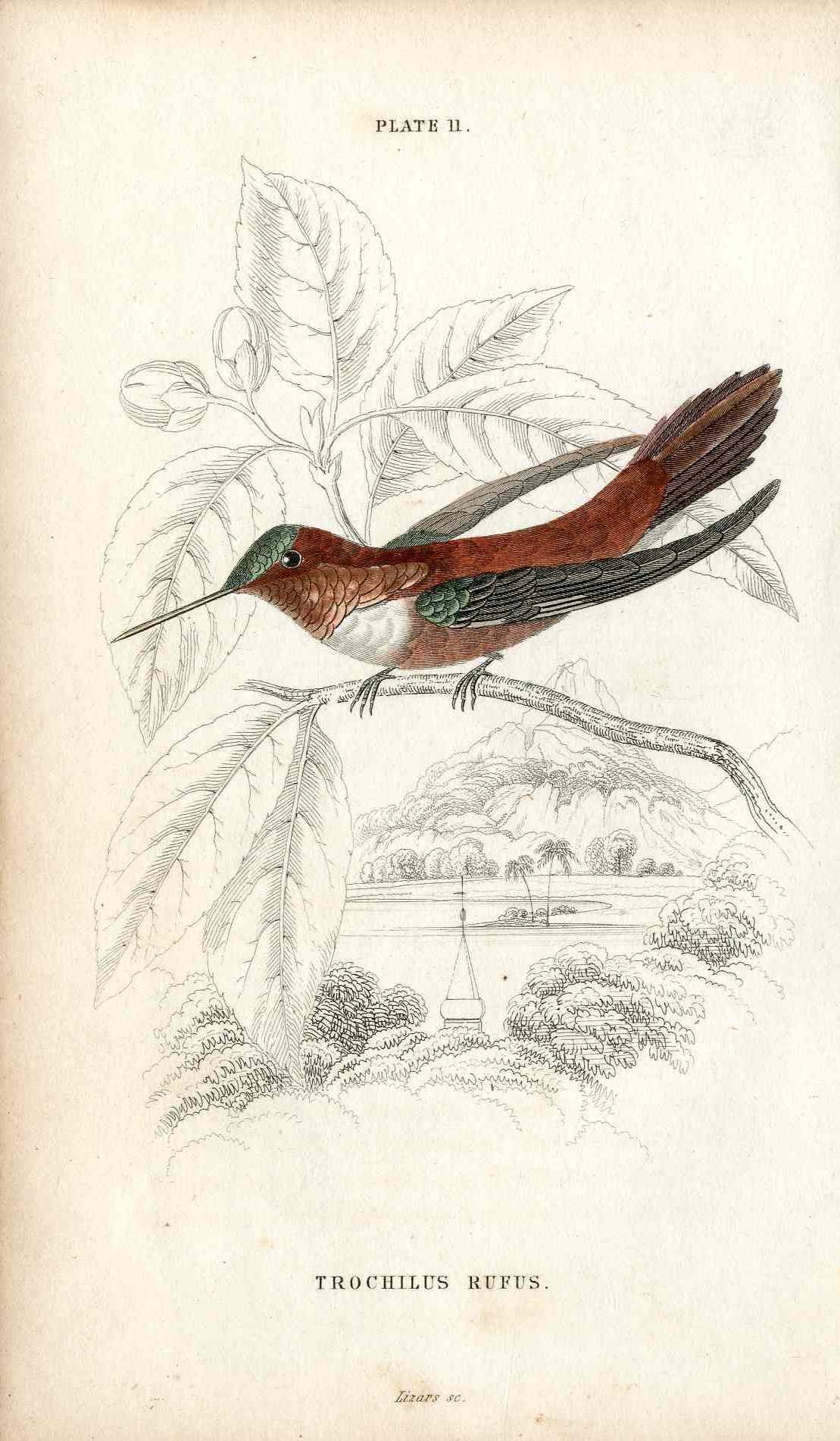 Jardine Naturalists Library Hummingbird Trochilus Rufus