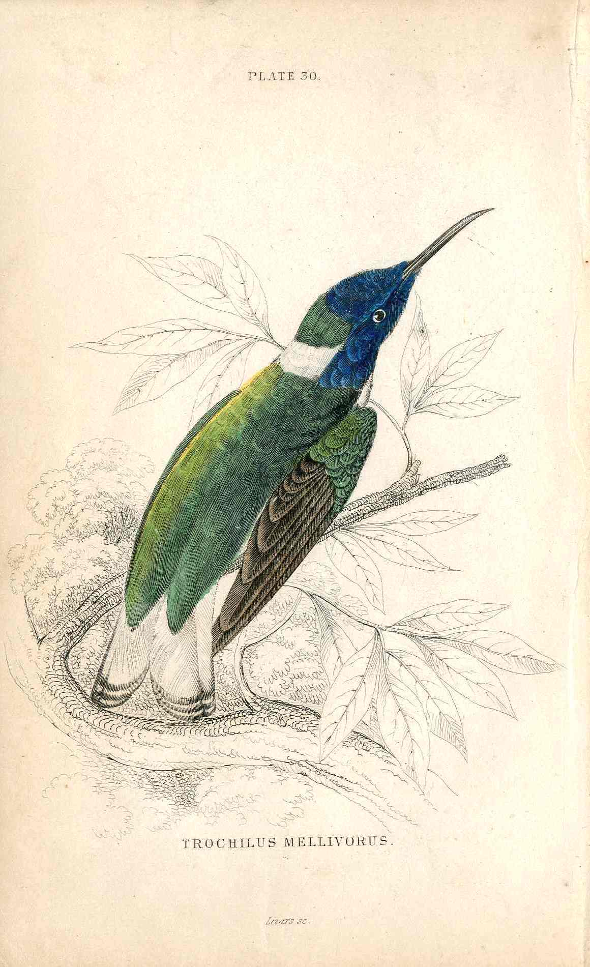 Jardine Naturalists Library Hummingbird Trochilus Mellivorus