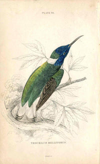 Jardine Naturalists Library Hummingbird Trochilus Mellivorus - Panteek Antique Prints