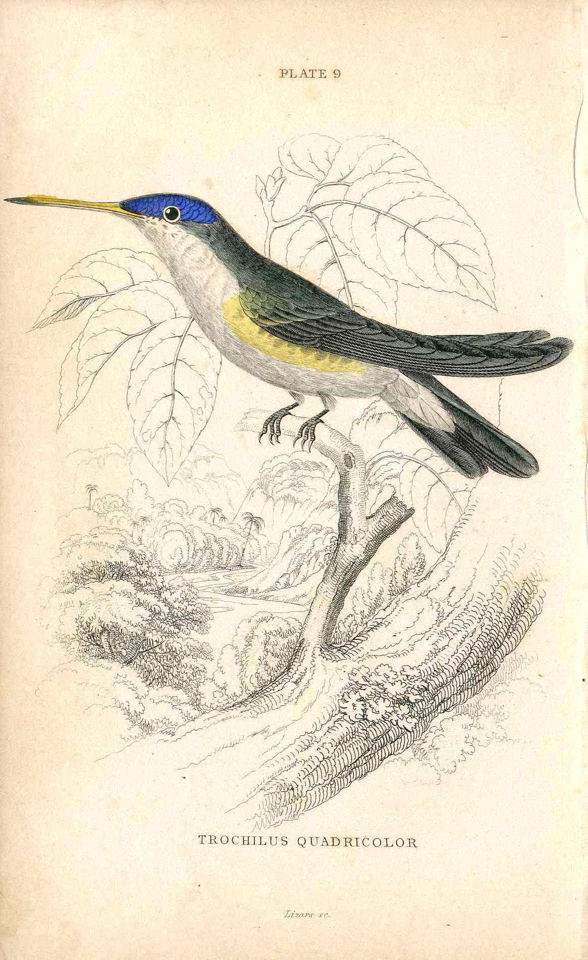 Jardine Naturalists Library Hummingbird Trochilus Quadricolor