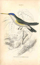 Jardine Naturalists Library Hummingbird Trochilus Quadricolor - Panteek Antique Prints