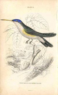Jardine Naturalists Library Hummingbird Trochilus Quadricolor - Panteek Antique Prints