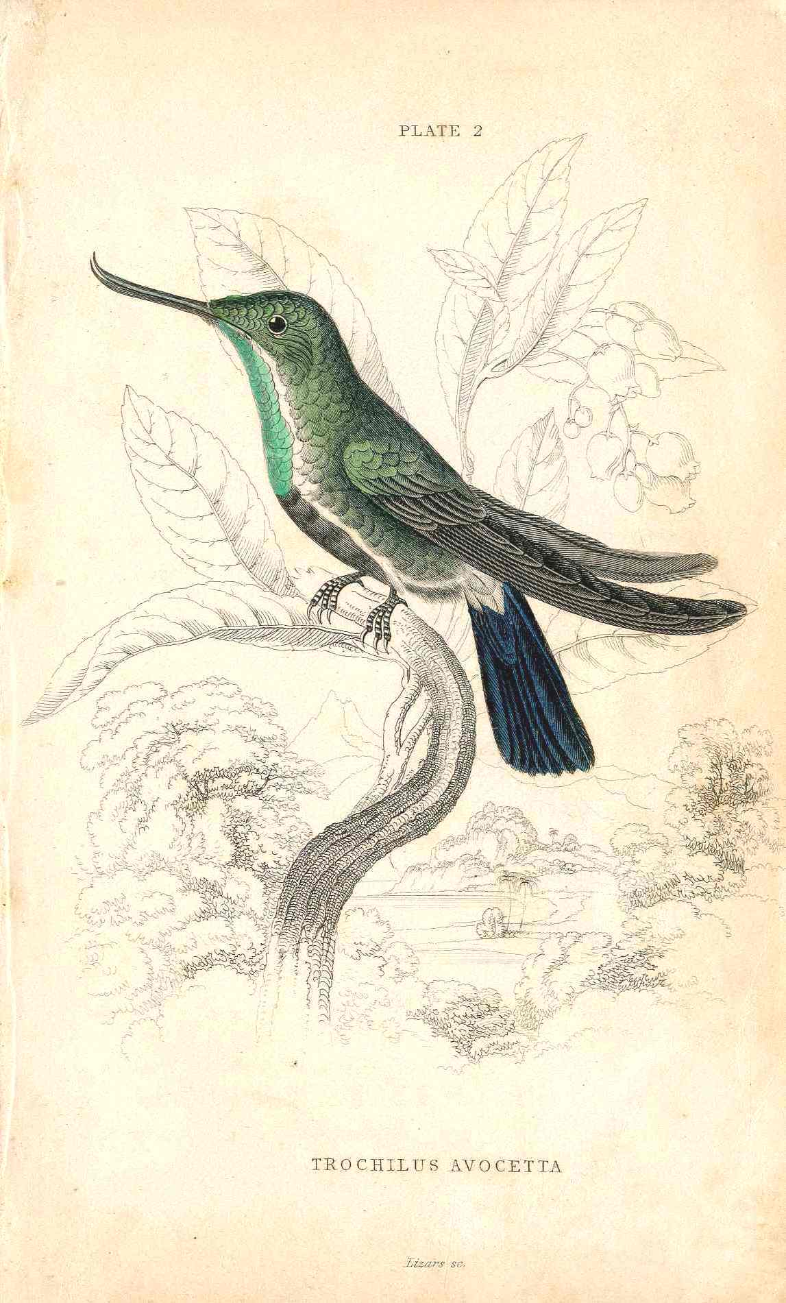 Jardine Naturalists Library Hummingbird Trochilus Avocetta