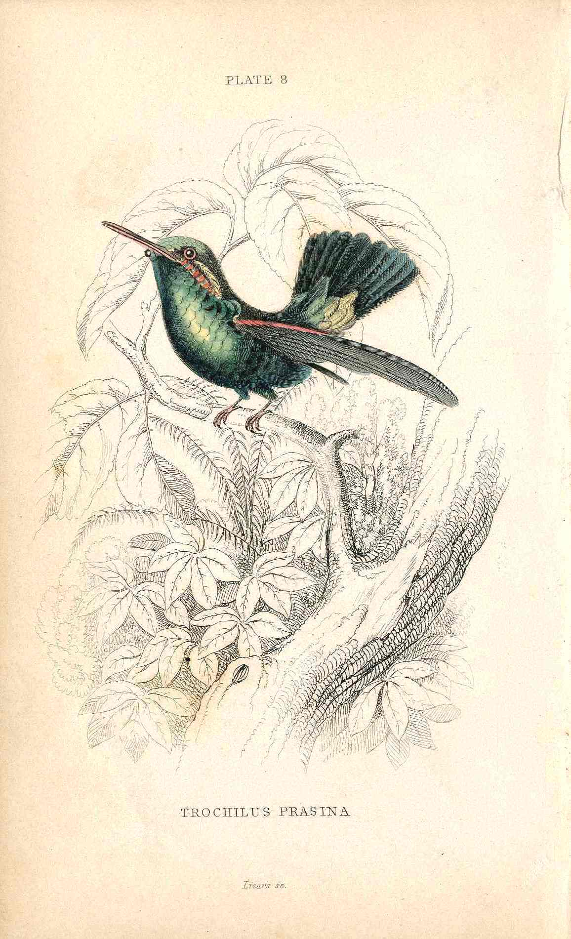 Jardine Naturalists Library Hummingbird Trochilus Prasina