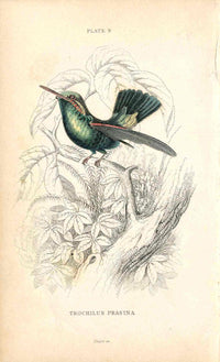 Jardine Naturalists Library Hummingbird Trochilus Prasina - Panteek Antique Prints