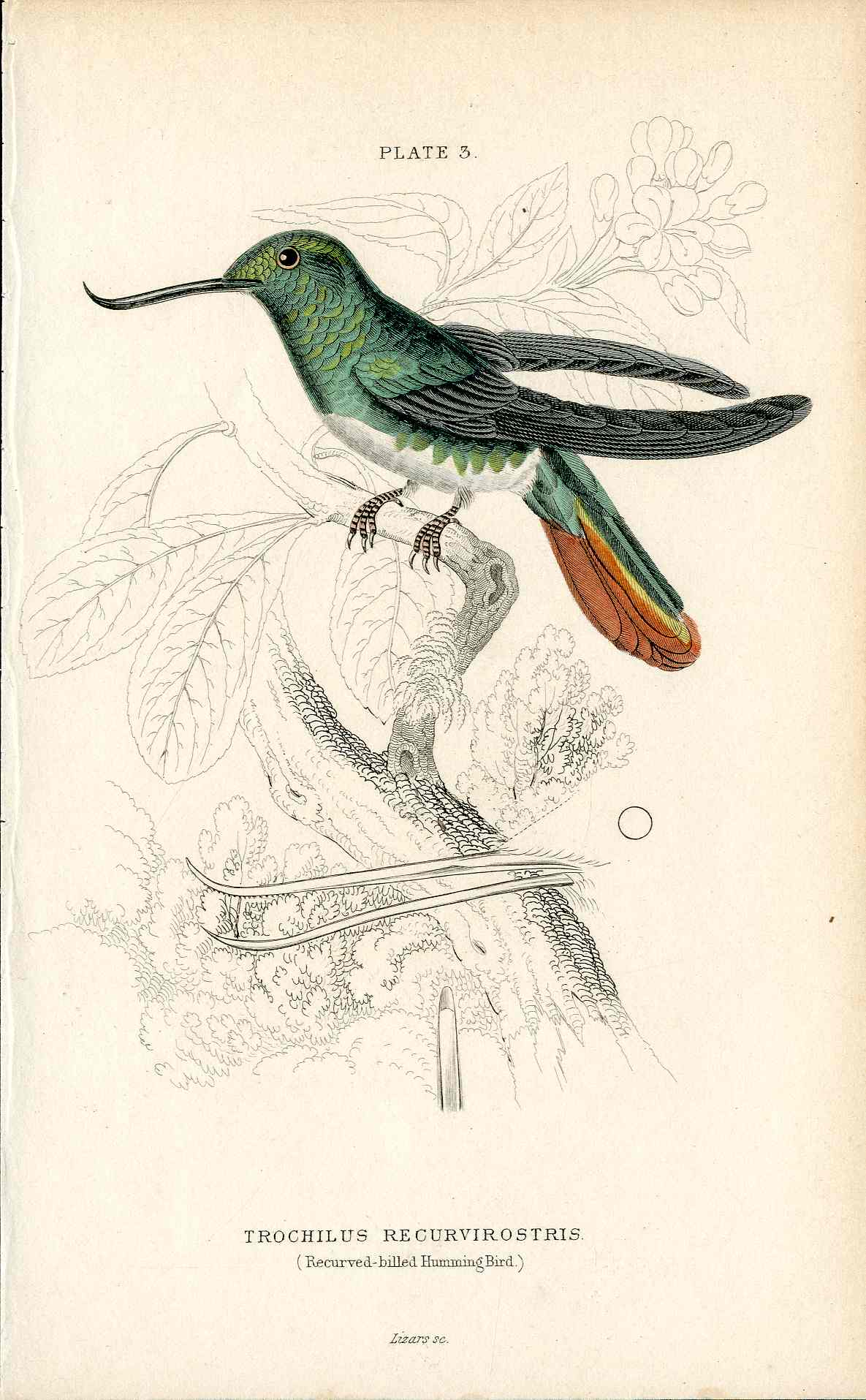 Jardine Naturalists Library Hummingbird Trochilus Recurvirostris