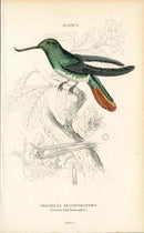 Jardine Naturalists Library Hummingbird Trochilus Recurvirostris - Panteek Antique Prints