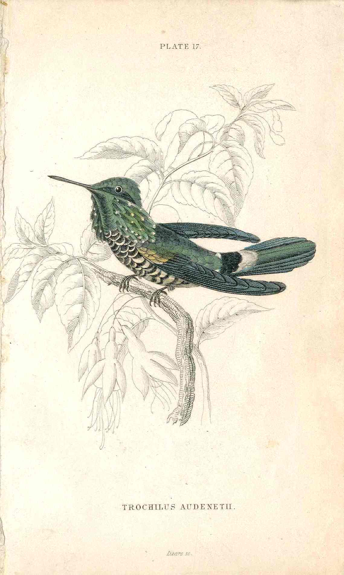 Jardine Naturalists Library Hummingbird Trochilus Audenetii