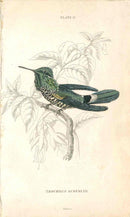 Jardine Naturalists Library Hummingbird Trochilus Audenetii - Panteek Antique Prints