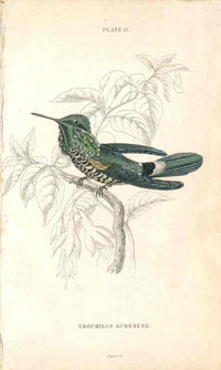 Jardine Naturalists Library Hummingbird Trochilus Audenetii - Panteek Antique Prints