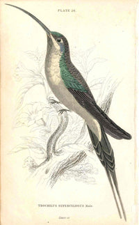 Jardine Naturalists Library Hummingbird Trochilus Superciliosus, Male - Panteek Antique Prints