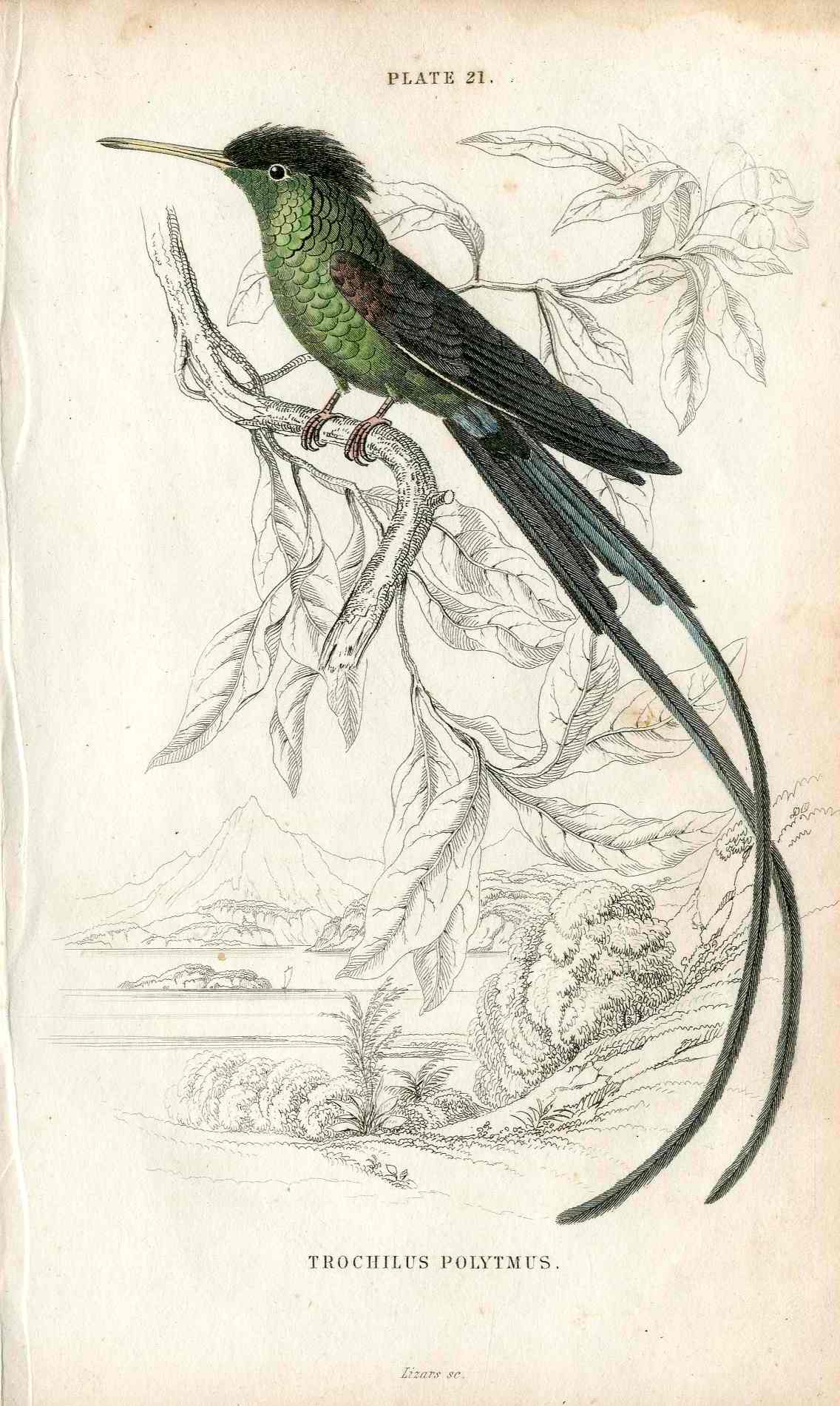 Jardine Naturalists Library Hummingbird Trochilus Polytmus