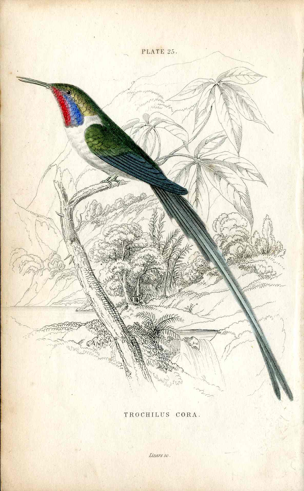 Jardine Naturalists Library Hummingbird Trochilus Cora