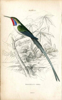 Jardine Naturalists Library Hummingbird Trochilus Cora - Panteek Antique Prints
