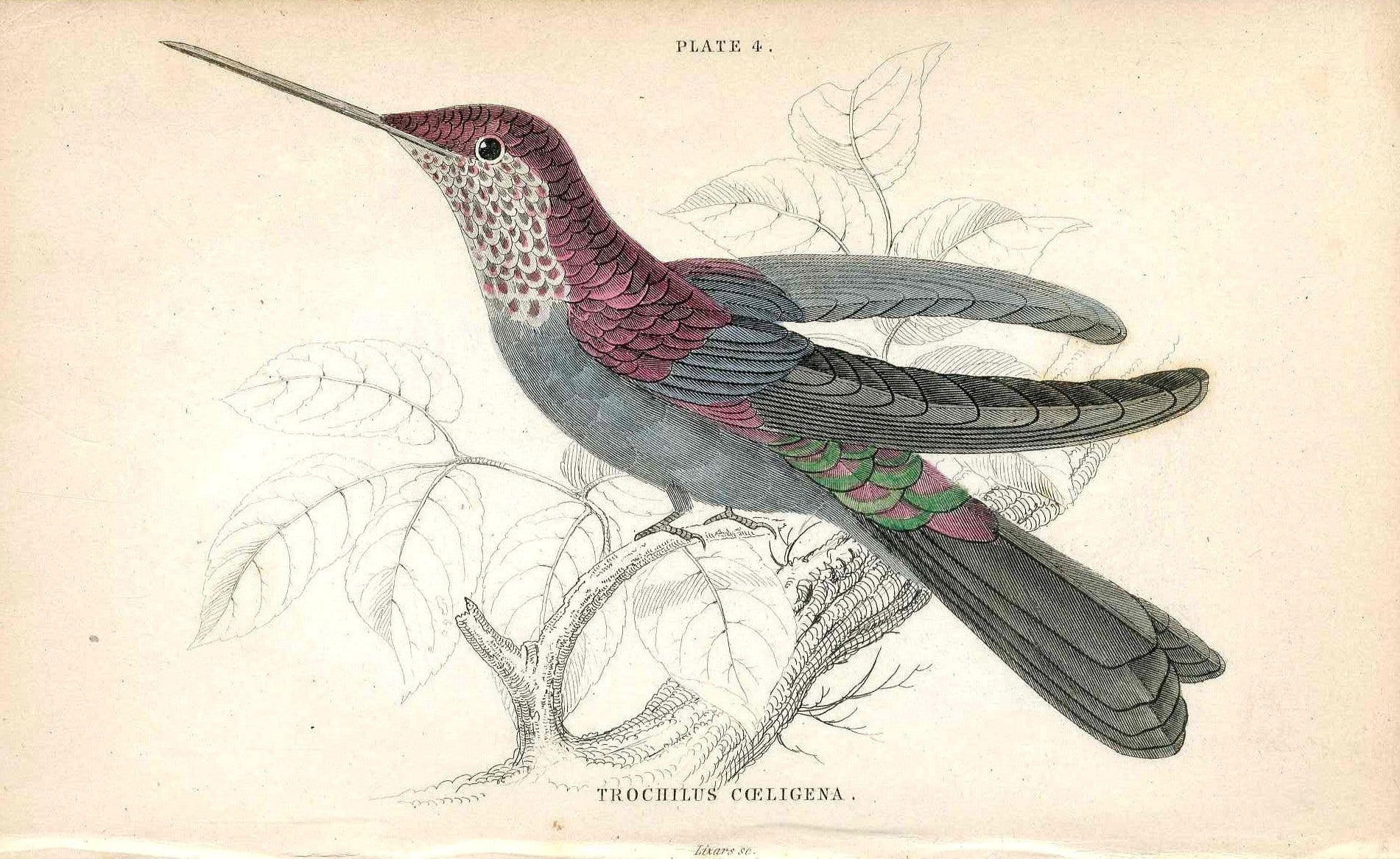 Jardine Naturalists Library Hummingbird Trochilus Coeligena