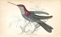 Jardine Naturalists Library Hummingbird Trochilus Coeligena - Panteek Antique Prints