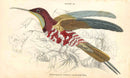 Jardine Naturalists Library Hummingbird Trochilus Pella with White - Panteek Antique Prints