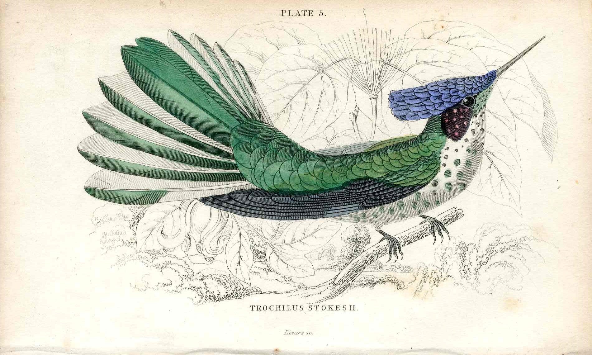 Jardine Naturalists Library Hummingbird Trochilus Stokesii