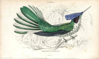 Jardine Naturalists Library Hummingbird Trochilus Stokesii - Panteek Antique Prints