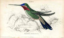 Jardine Naturalists Library Hummingbird Trochilus Mesoleucus - Panteek Antique Prints