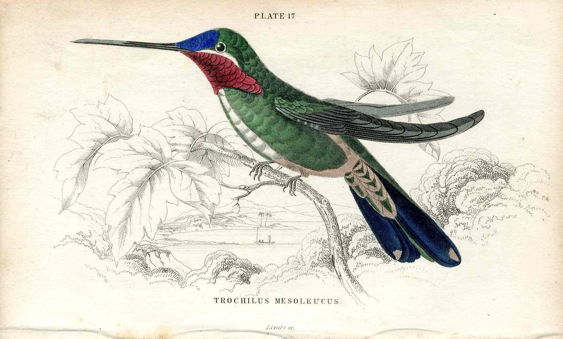 Jardine Naturalists Library Hummingbird Trochilus Mesoleucus