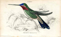 Jardine Naturalists Library Hummingbird Trochilus Mesoleucus - Panteek Antique Prints