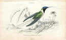 Jardine Naturalists Library Hummingbird Trochilus Cornutus, Female - Panteek Antique Prints