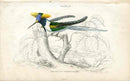 Jardine Naturalists Library Hummingbird Trochilus Cornutus, Male - Panteek Antique Prints