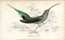 Jardine Naturalists Library Hummingbird Trochilus Eurynome - Panteek Antique Prints