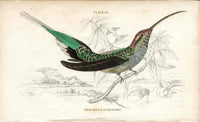 Jardine Naturalists Library Hummingbird Trochilus Eurynome - Panteek Antique Prints