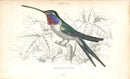 Jardine Naturalists Library Hummingbird Trochilus Vesper - Panteek Antique Prints