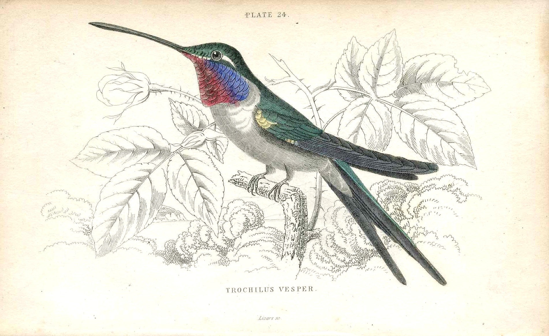 Jardine Naturalists Library Hummingbird Trochilus Vesper