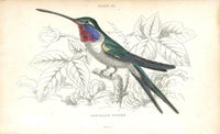 Jardine Naturalists Library Hummingbird Trochilus Vesper - Panteek Antique Prints