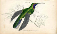 Jardine Naturalists Library Hummingbird Campylopterus Latipennis - Panteek Antique Prints