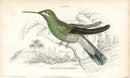 Jardine Naturalists Library Hummingbird Trochilus Petasphorus - Panteek Antique Prints