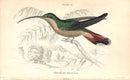 Jardine Naturalists Library Hummingbird Trochilus Hirsutus - Panteek Antique Prints