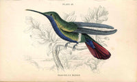 Jardine Naturalists Library Hummingbird Trochilus Mango - Panteek Antique Prints