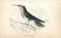 Jardine Naturalists Library Hummingbird Trochilus Sephanoides - Panteek Antique Prints