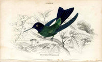 Jardine Naturalists Library Hummingbird Trochilus Waglerii - Panteek Antique Prints