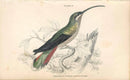 Jardine Naturalists Library Hummingbird Trochilus Superciliosus, Female - Panteek Antique Prints