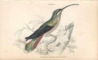 Jardine Naturalists Library Hummingbird Trochilus Superciliosus, Female - Panteek Antique Prints
