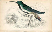 Jardine Naturalists Library Hummingbird Trochilus Gramineus, young - Panteek Antique Prints