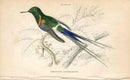 Jardine Naturalists Library Hummingbird Trochilus Langsdorffii - Panteek Antique Prints