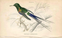 Jardine Naturalists Library Hummingbird Trochilus Langsdorffii - Panteek Antique Prints